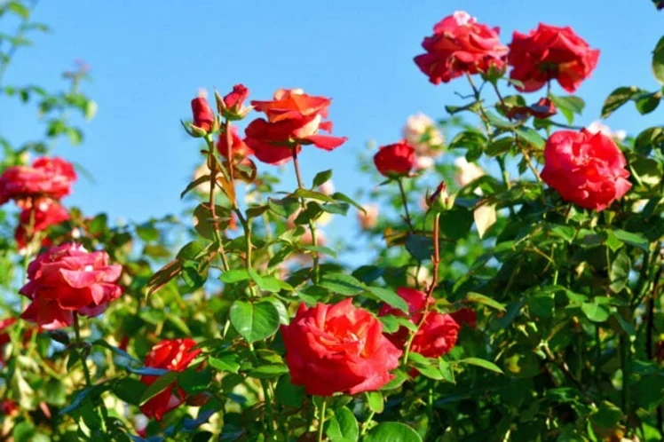 Rosales rojos en plena floración en un jardín soleado