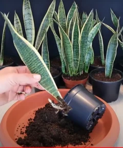 Propagación de sansevieria mediante segmentos de hoja