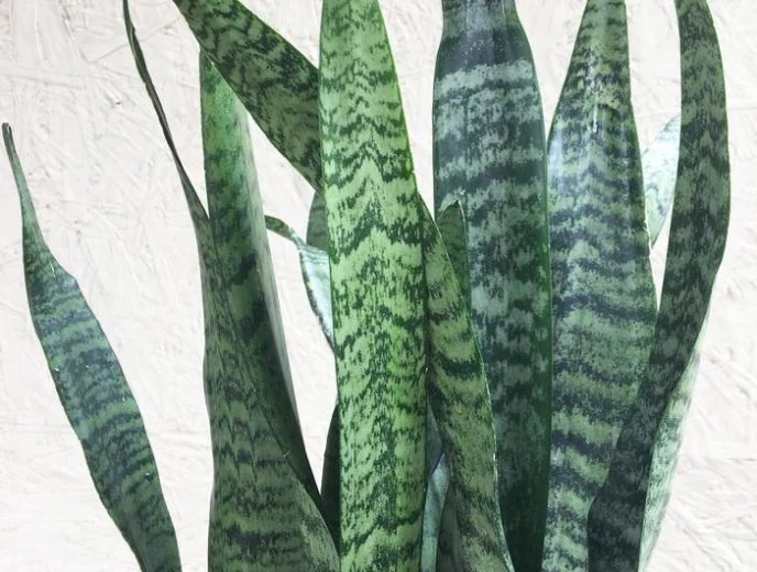 Sansevieria de hojas altas con bandas verdes