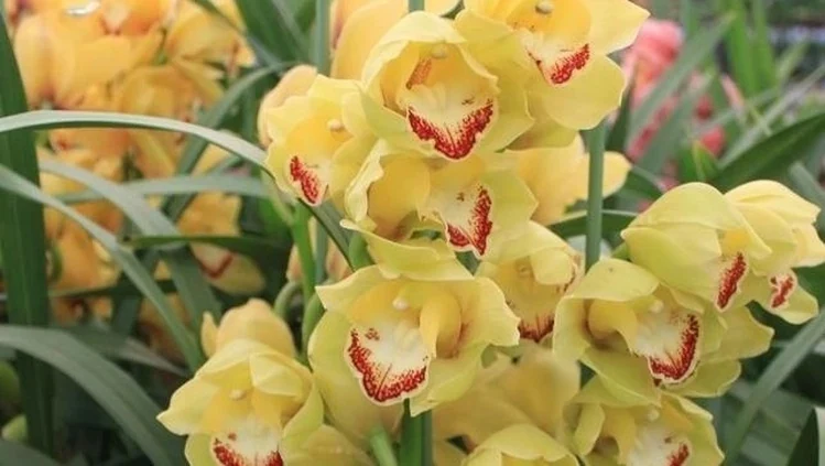 Racimo de flores amarillas de Cymbidium