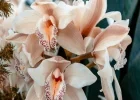 Detalle de flores claras de orquídea
