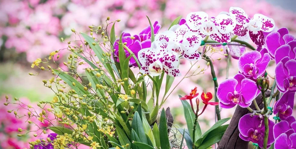 Varias orquídeas Phalaenopsis rosas y blancas en flor