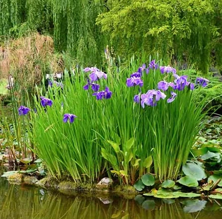 Iris acuáticos y plantas marginales creciendo en el borde de un estanque