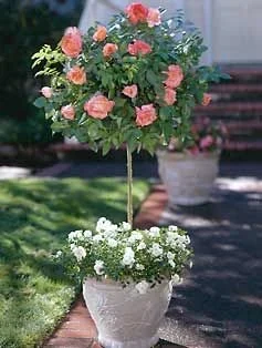Rosal en maceta acompañado por otras plantas