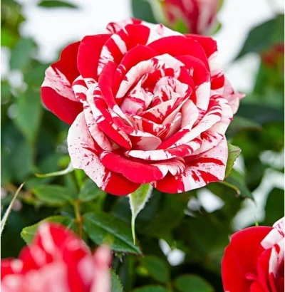 Rosal miniatura cultivado en una maceta