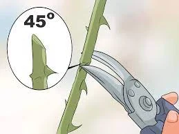 Poda de un rosal con tijeras