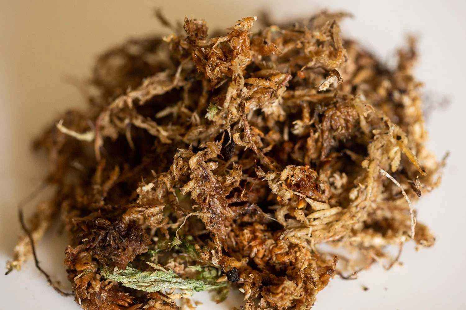 Musgo sphagnum utilizado en el cultivo de orquídeas