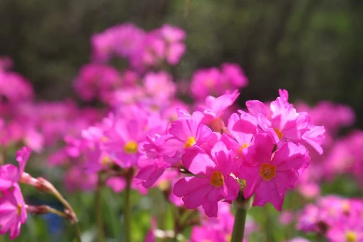Primula rosea