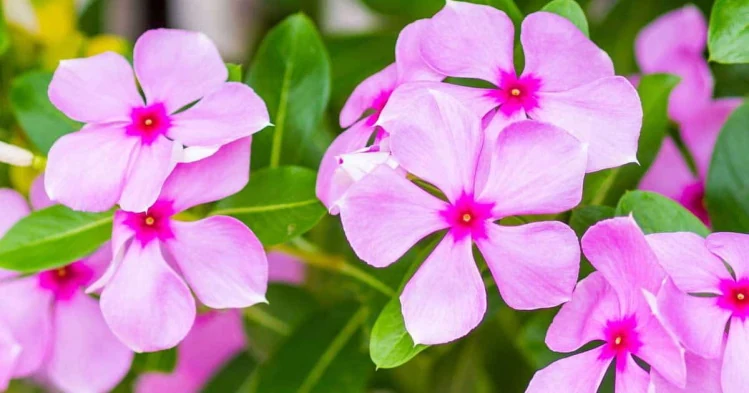 Vincas